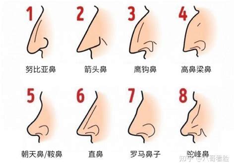 面相分析鼻子|14种鼻型图解 最全鼻子看相解读命运